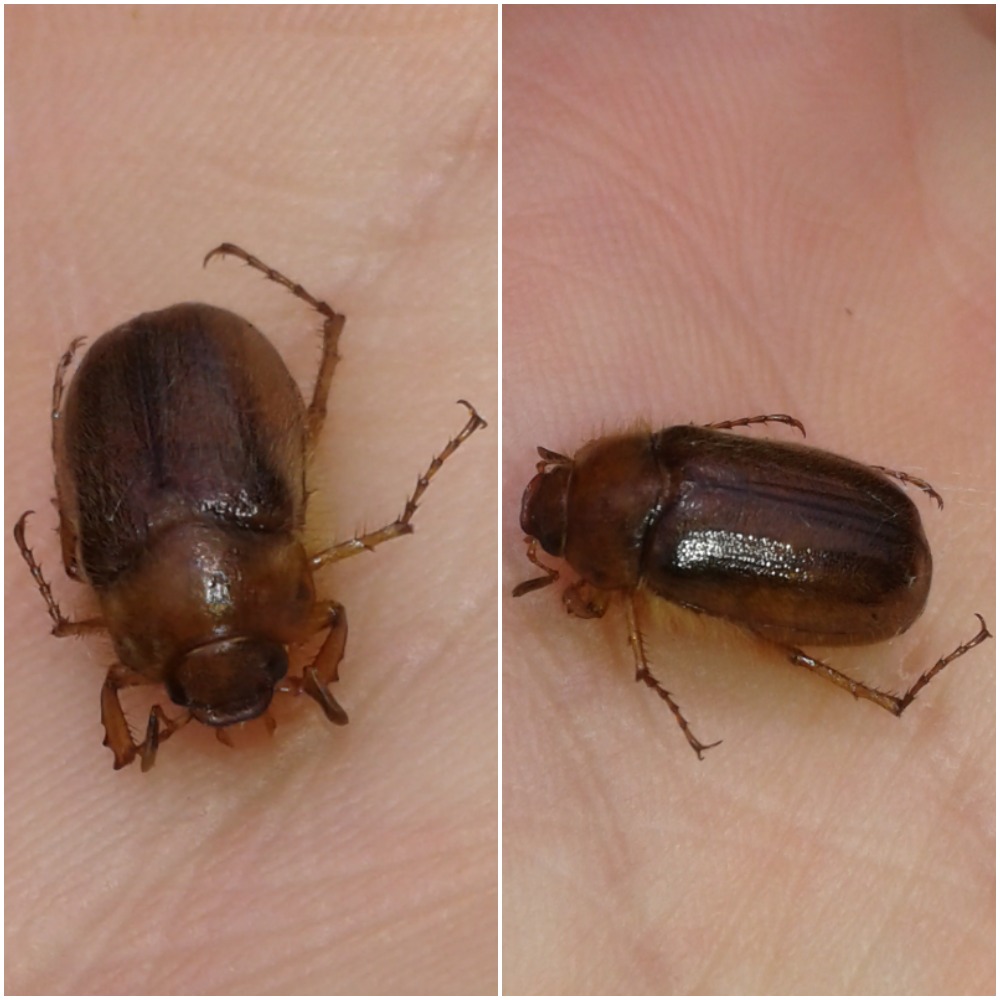 Melolonthidae ; Amphimallon sp.? S, Amphimallon assimile